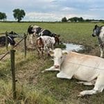 Budget en aanvraag uitkoopregelingen veehouders verruimd